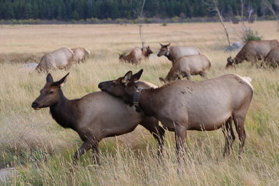 Sheep on field