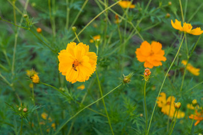 Close-up of yellow cosmos flowers on field