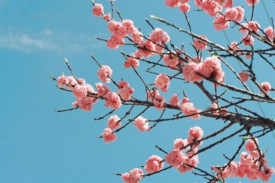 Low angle view of cherry blossoms in spring