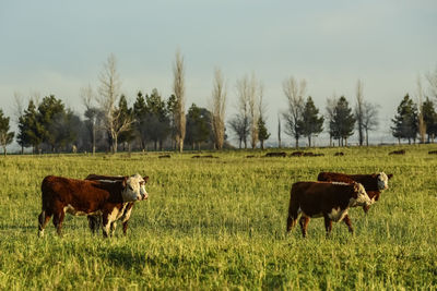 Cows grazing in meadow