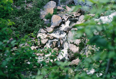 High angle view of trees growing in forest