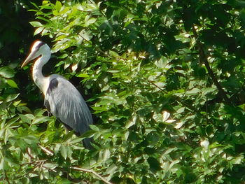 Bird on green leaf