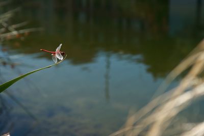 Close-up of dragonfly on a blade of grass 