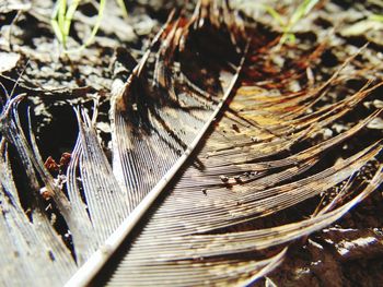 Close up of leaf