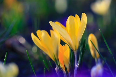 Close-up of yellow crocus flower on field