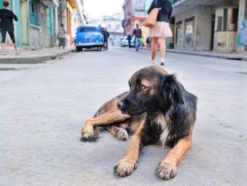 Close-up of dog lying on street