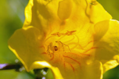 Close-up of honey bee on yellow flowering plant
