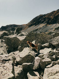 View of an beagle dog on rock