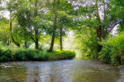 River amidst trees in forest