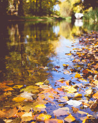 Autumn leaves floating on water