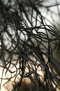 Close-up of bare branches against blurred background