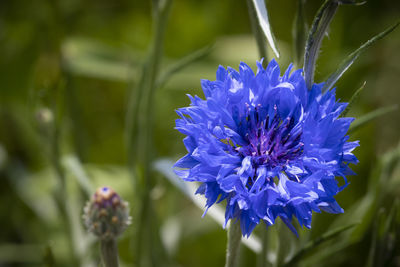 Close-up of purple flowering plant