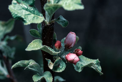 Close-up of red flowering plant