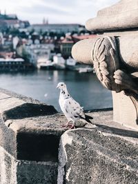 Seagull perching on retaining wall