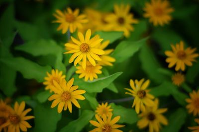 Close-up of yellow daisies growing on plant