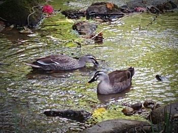 High angle view of mallard ducks swimming in lake