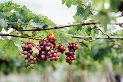 Close-up of berries growing on tree