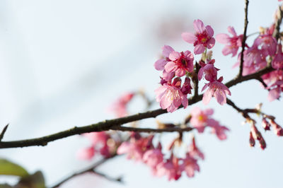 Low angle view of cherry blossom