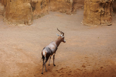 Deer standing on rock