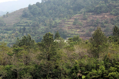 Scenic view of forest