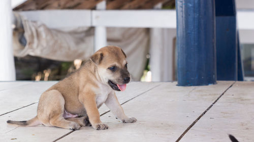 Dog sitting on footpath