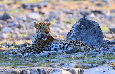 Close-up of a cat on rock