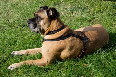 View of a dog on field