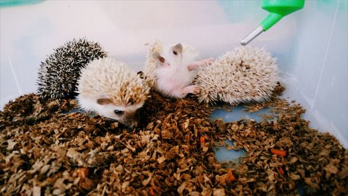 Close-up of baby hedgehogs in cage