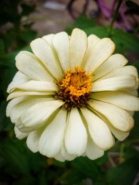 Close-up of white flower