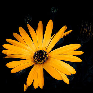 Close-up of yellow flower blooming against black background