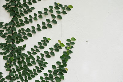 High angle view of ivy on white wall