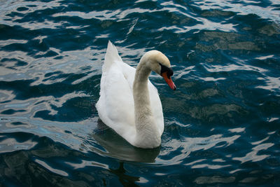 High angle view of swan floating on lake
