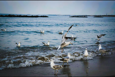 Seagull flying over water