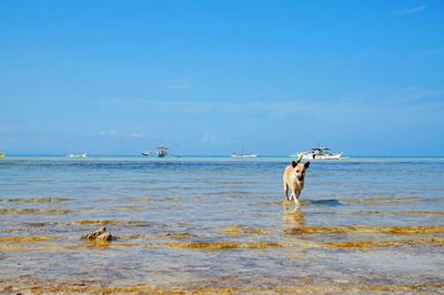 Scenic view of sea against blue sky