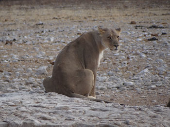 Photo of a sitting lioness at a waterhole in the etosha national park in namibia