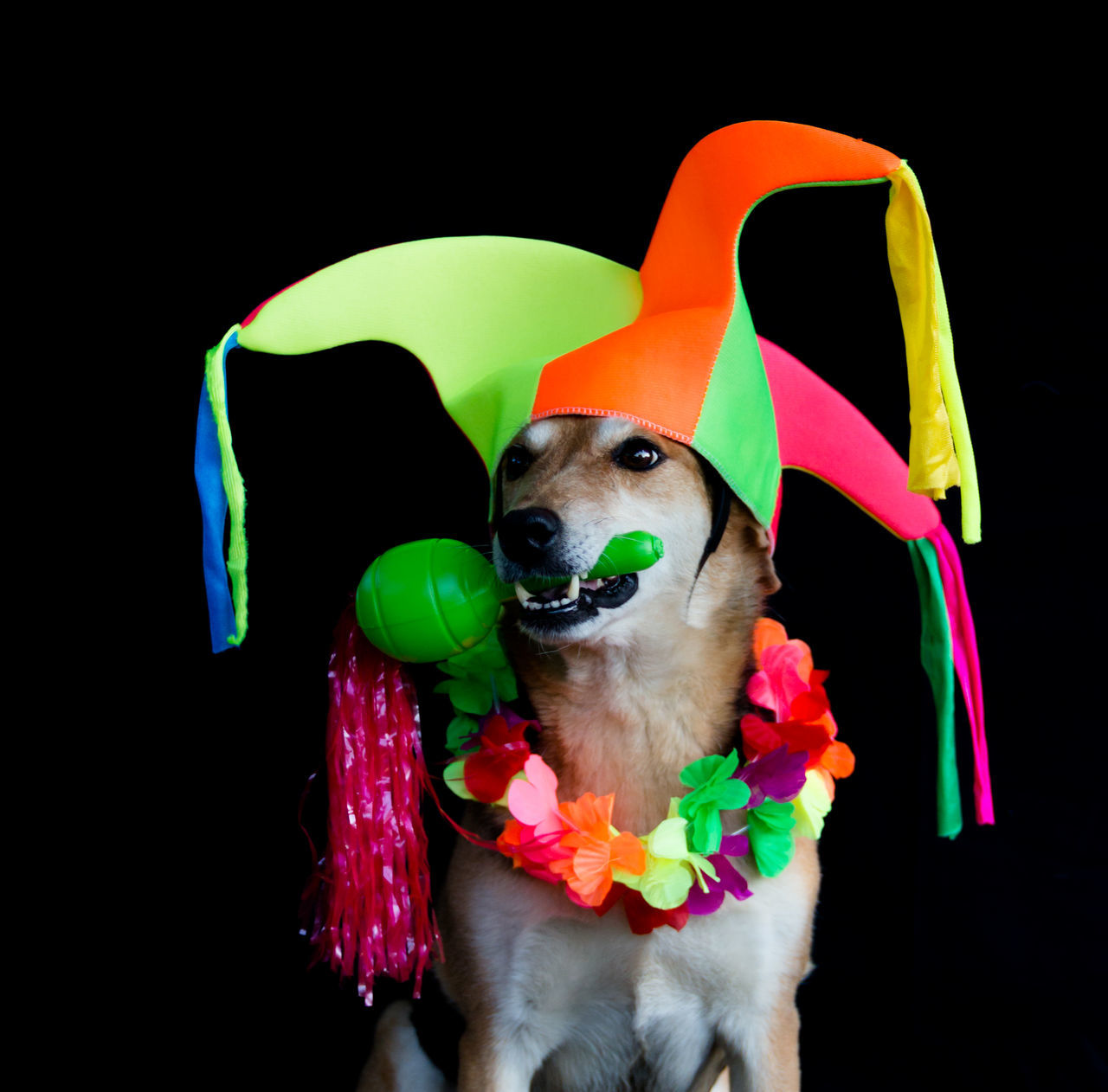 animal themes, one animal, animal, mammal, dog, domestic animals, canine, pet, black background, multi colored, humor, studio shot, portrait, fun, clothing, glasses, costume, celebration, indoors, no people, fashion, sunglasses