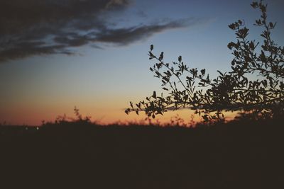 Silhouette plants against sky during sunset