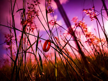 Close-up of purple flowering plants on field against sunset sky