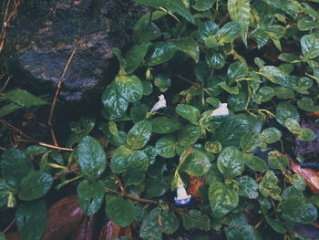 Close-up of fresh green plants in water