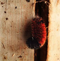 Close-up of an insect on wood