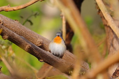 Close-up of robin  bird perching on branch