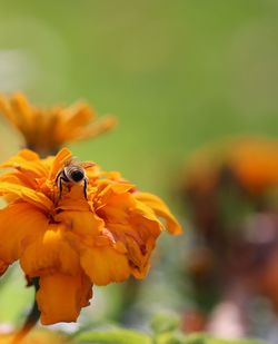 Close-up of bee on yellow flower