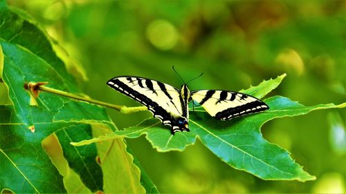 Close-up of butterfly on leaves