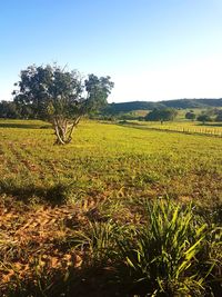 Scenic view of field against clear sky