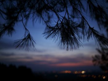 Close-up of silhouette tree against sky at sunset