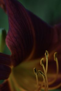Close-up of flowering plant