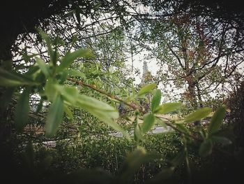 Close-up of plants on tree