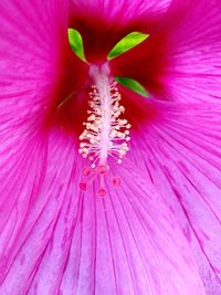 Macro shot of pink hibiscus flower blooming outdoors