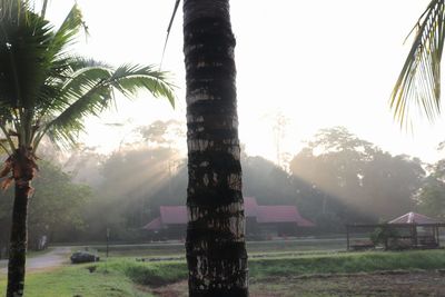 Palm trees on field against sky