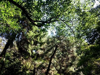 Low angle view of trees in forest